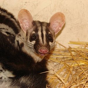 Owston's Palm Civet (Chrotogale owstoni)