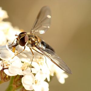 Sphaerophoria scripta