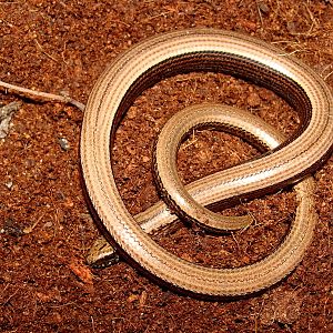 Anguis fragilis
