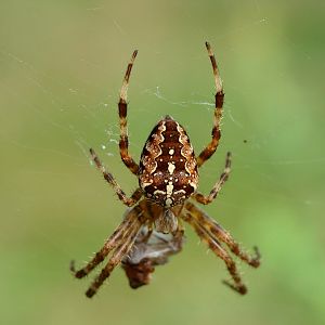 Araneus diadematus