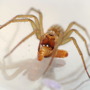 Tegenaria atrica
