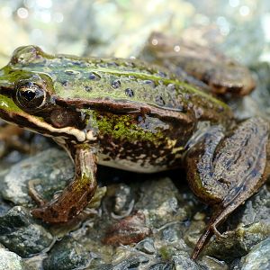 Rana esculenta
