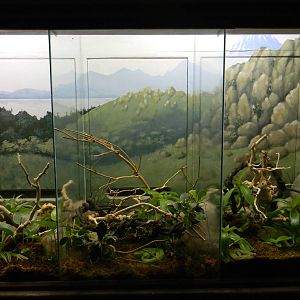 Assorted Reptile Terrarium