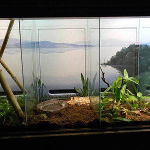 Assorted Reptile Terrarium