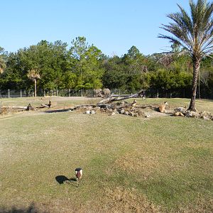 Main Mix Species African Yard