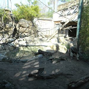 Mix South American animals Exhibit