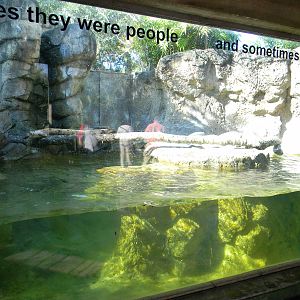 Giant Otter exhibit