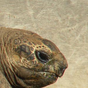Darwin The Seychelles Tortoise at Blackpool Zoo 6th March 2011