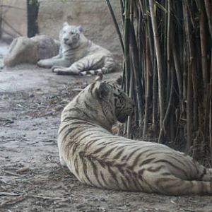 white tigers