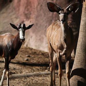 bontebok and kudu