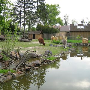 Zoo Opole - Playground of llama