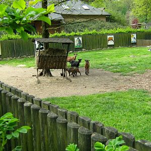 Zoo Opole-Playground of she-goat