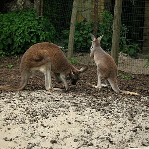 Zoo Opole-Kangaroos