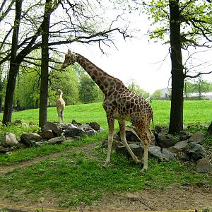 Zoo Opole-giraffe