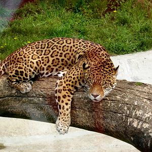 Zoo Opole - PANTHERA ONCA