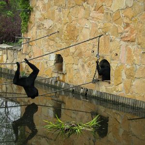 Zoo Opole - HYLOBATES SYNDACTYLUS