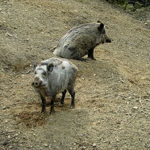 Zoo Opole - SUS SCROFA