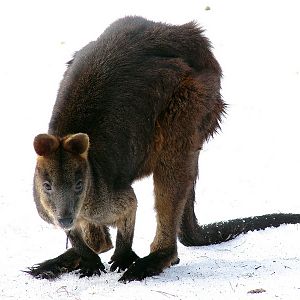 Wallabia bicolor bicolor  / Swamp wallaby (male Napoleon)