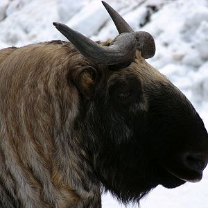 Budorcas taxicolor taxicolor  / Mishmi takin (male Jason)