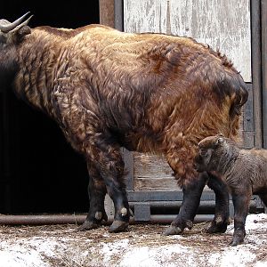 Budorcas taxicolor taxicolor  / Mishmi takin (female Kleo with calf 4 days