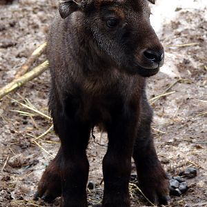 Budorcas taxicolor taxicolor  / Mishmi takin (calf, born 08-03-2011)
