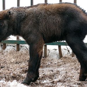 Budorcas taxicolor taxicolor  / Mishmi takin (calf, born 08-03-2011)