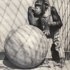Jo Mendi II, Detroit Zoo chimpanzee, 1950