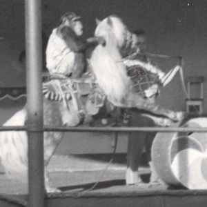 Chimpanzee and pony circa 1950s