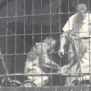 Chimpanzee entertainers circa 1950s