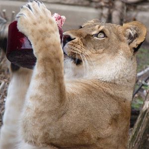 Attack of the Bloodsicle!