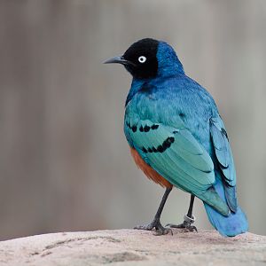 Superb Starling - 12/03/2011