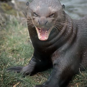 Giant Otter - 12/03/2011