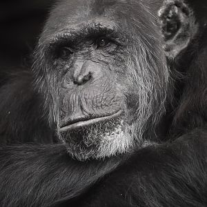 Boris - Chimpanzee at Chester Zoo
