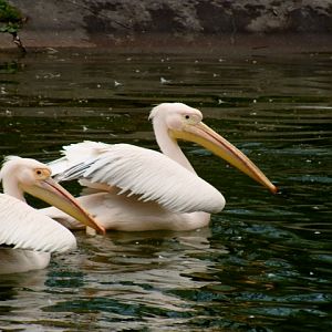 Śląski Ogród Zoologiczny - pelikany