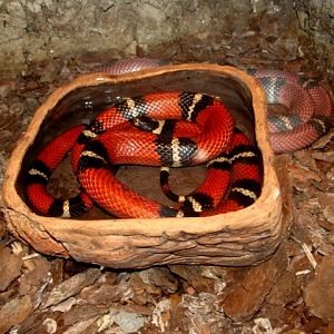 Śląski Ogród Zoologiczny - Lampropeltis triangulum sinalo