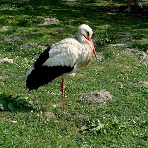 Śląski Ogród Zoologiczny - Ciconia ciconia