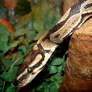 Śląski Ogród Zoologiczny - Python regius