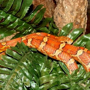 Śląski Ogród Zoologiczny - Pantherophis guttatus