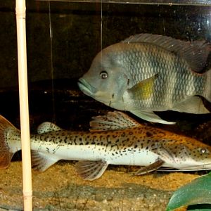 Śląski Ogród Zoologiczny