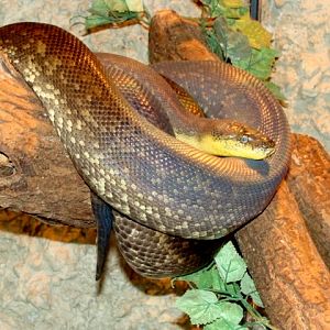 Śląski Ogród Zoologiczny