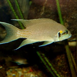 Śląski Ogród Zoologiczny - Fish