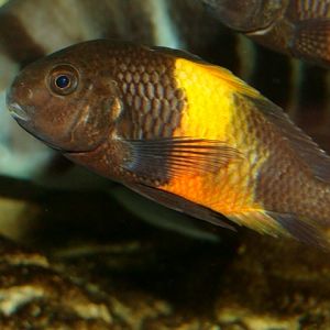 Śląski Ogród Zoologiczny