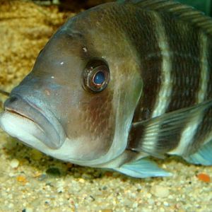 Śląski Ogród Zoologiczny