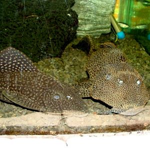 Śląski Ogród Zoologiczny