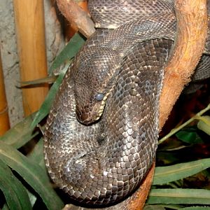 Śląski Ogród Zoologiczny