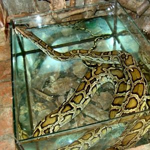 Śląski Ogród Zoologiczny - Python molurus molurus