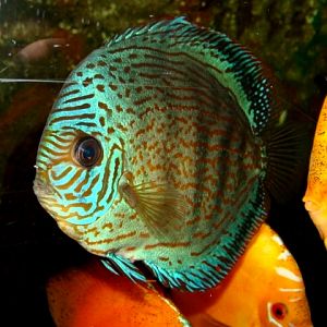 Śląski Ogród Zoologiczny - Discus