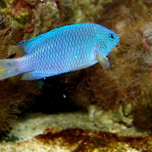 Śląski Ogród Zoologiczny