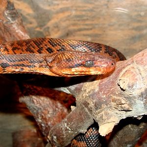 Śląski Ogród Zoologiczny - Epicrates cenchria