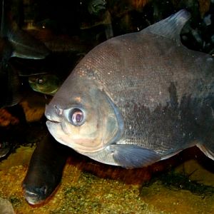 Śląski Ogród Zoologiczny